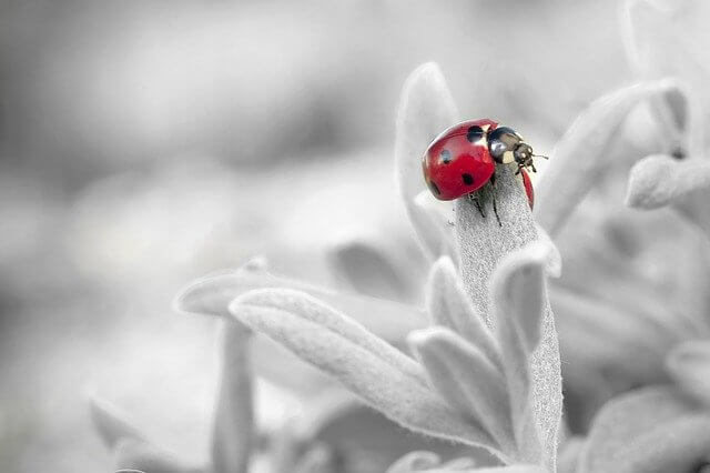 ladybug-796483_640